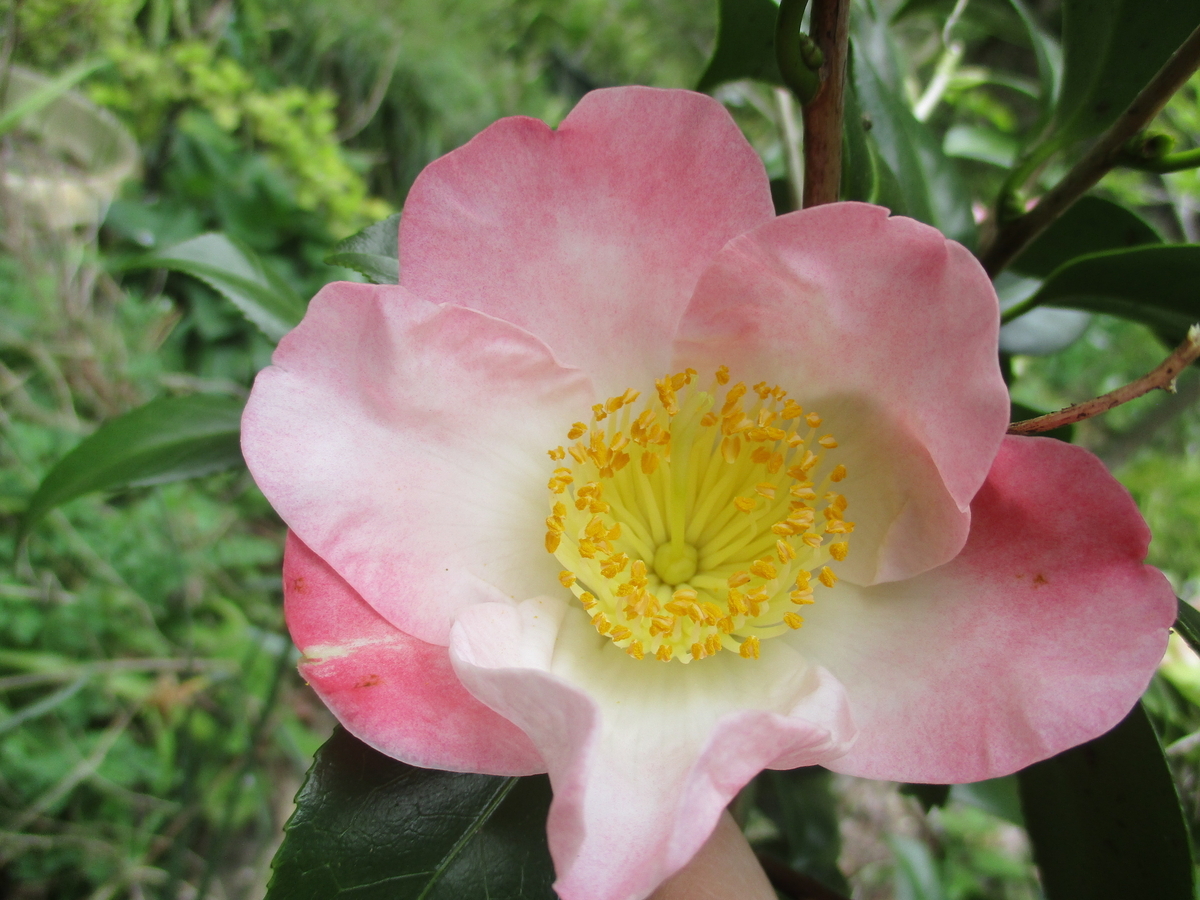 椿の花 2024-⑦ - まつこの庭