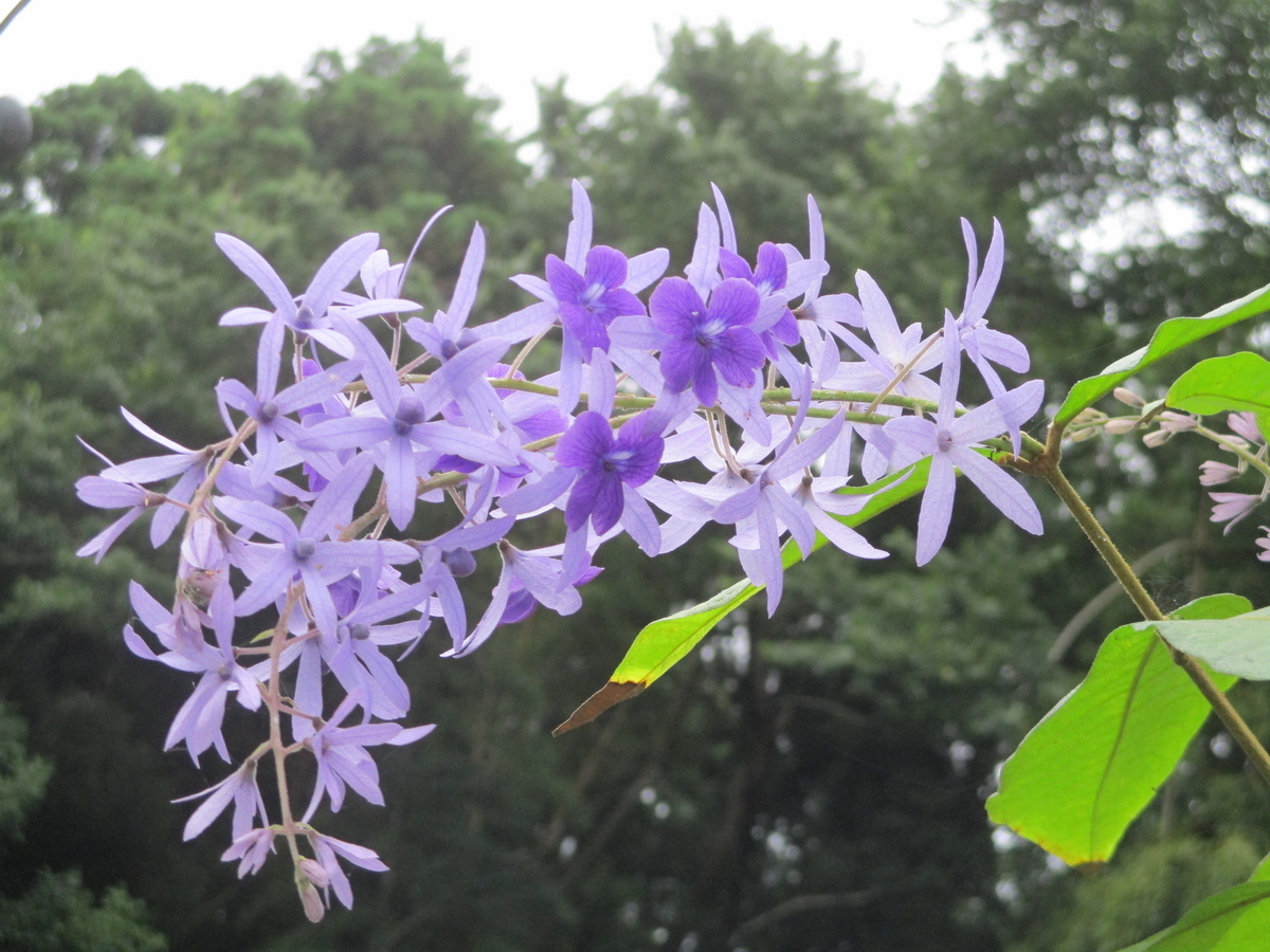 ペトレア の 花
