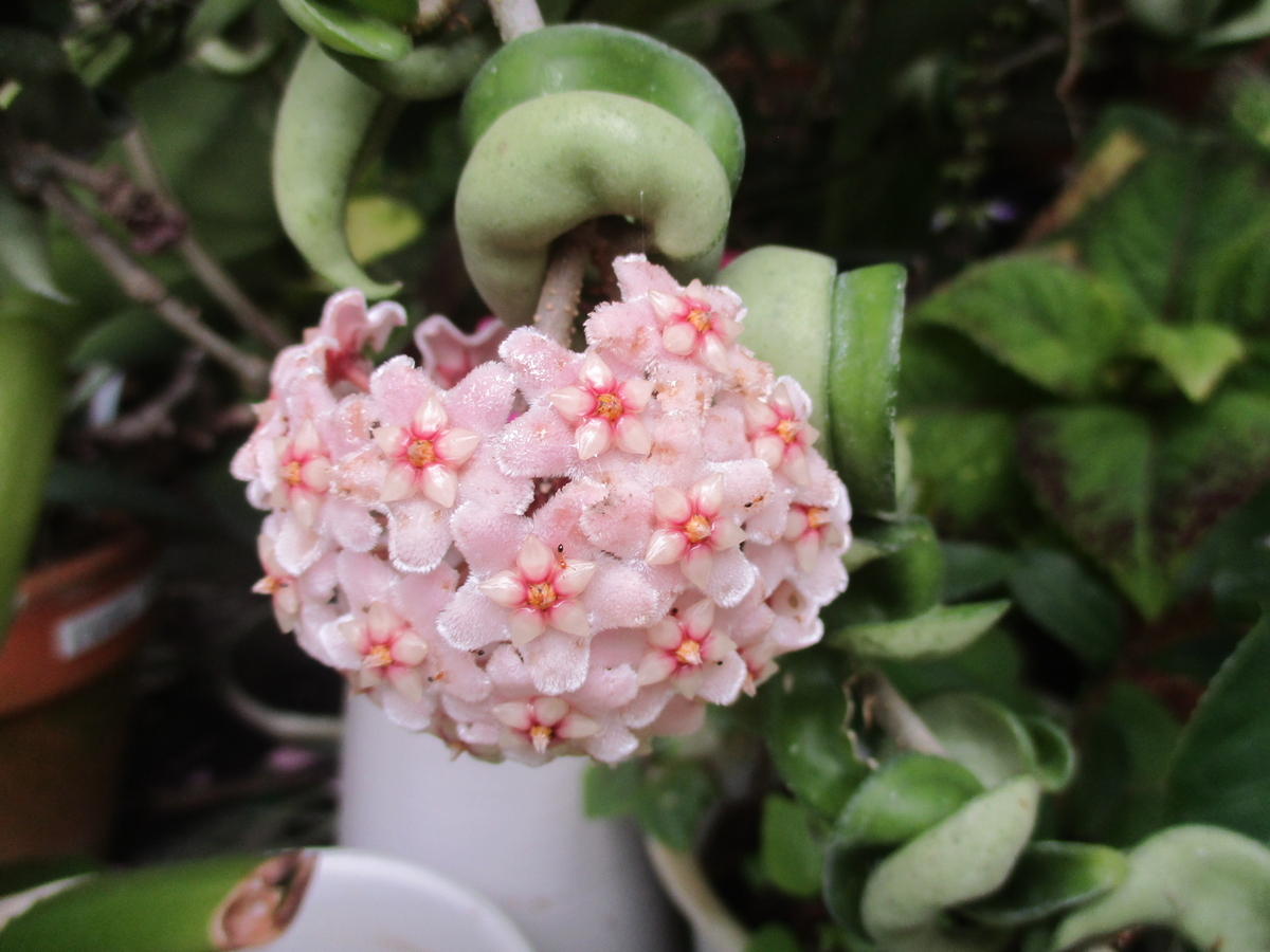 HOYA・ホヤ・Larisa・開花中・花座あり HOYA・ホヤ・Larisa・開花中・花座あり - メルカリ