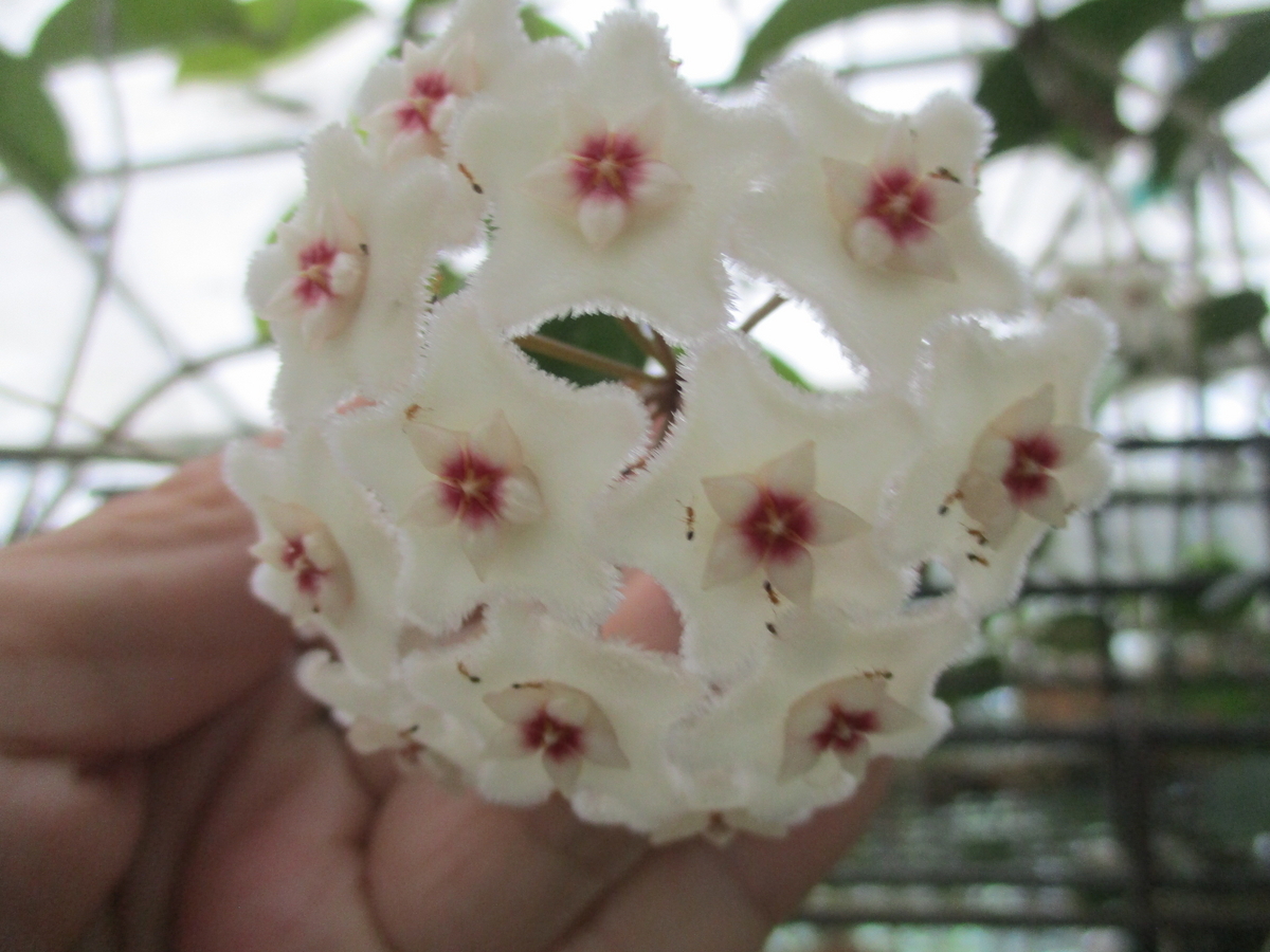 ホヤの花 2024-③ - まつこの庭