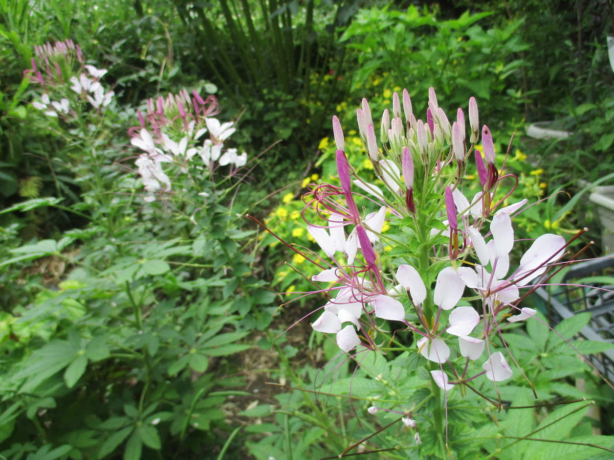 夏のまつこの庭 ③ もう秋の花が・・・ - まつこの庭