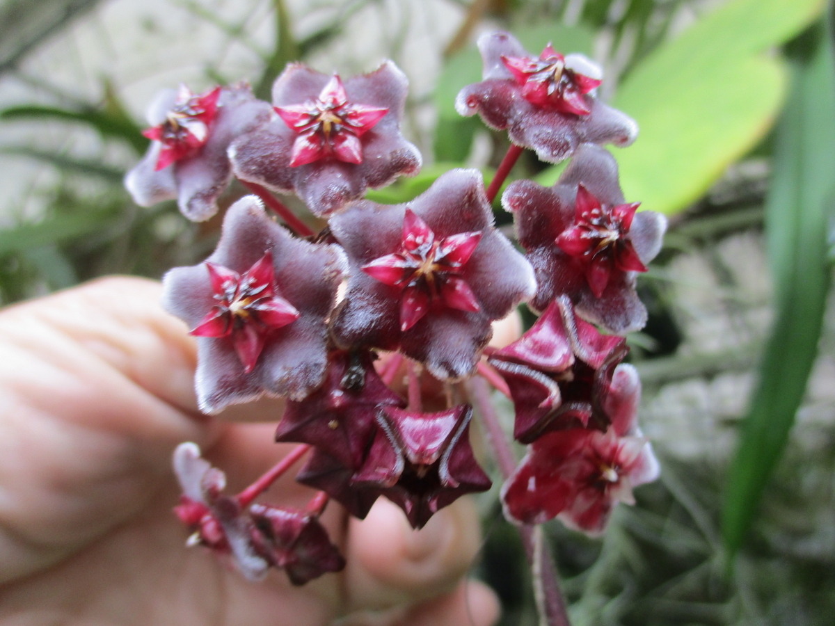 ホヤの花 2024-⑤ - まつこの庭