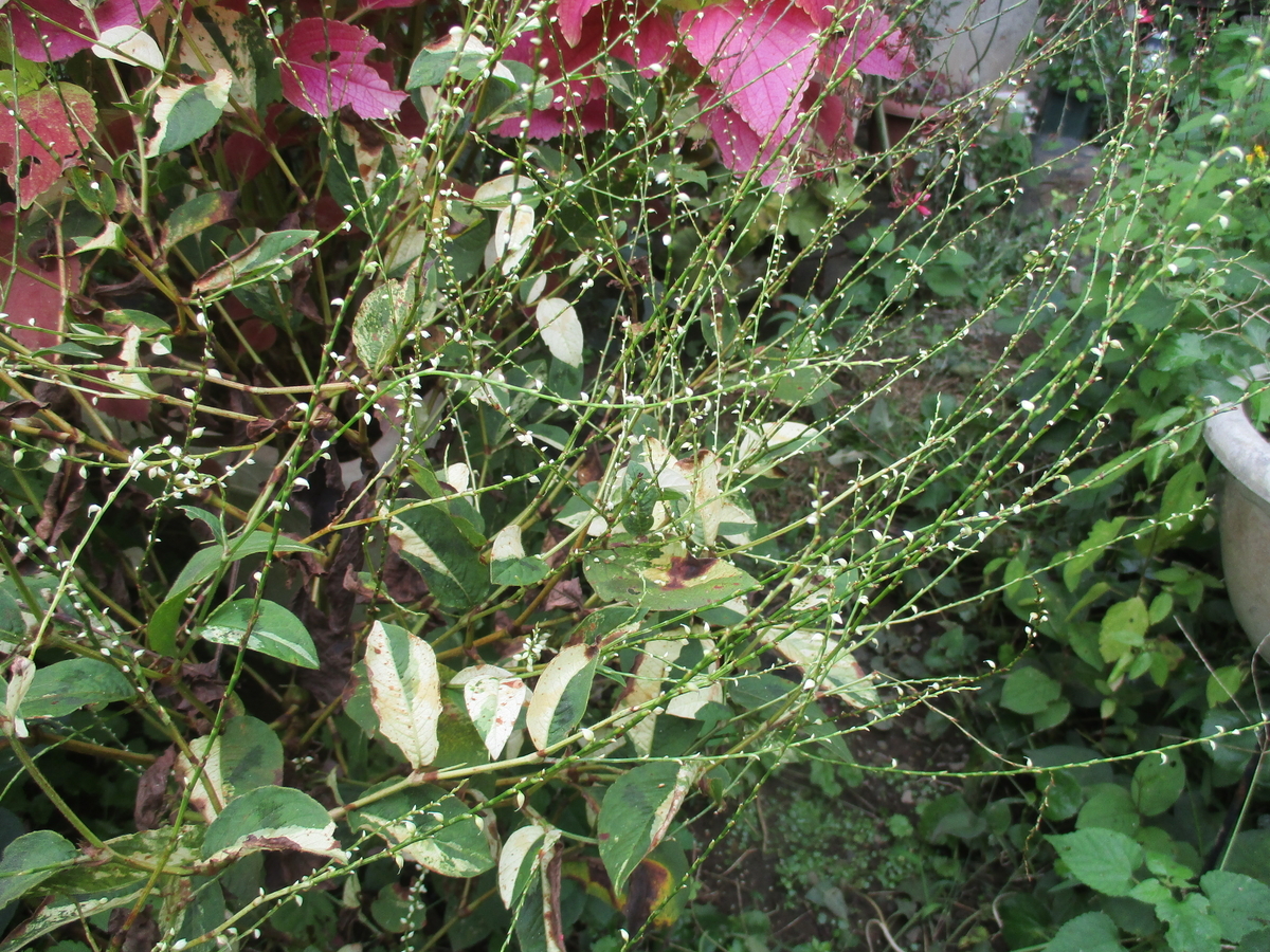 初秋の山野草 - まつこの庭