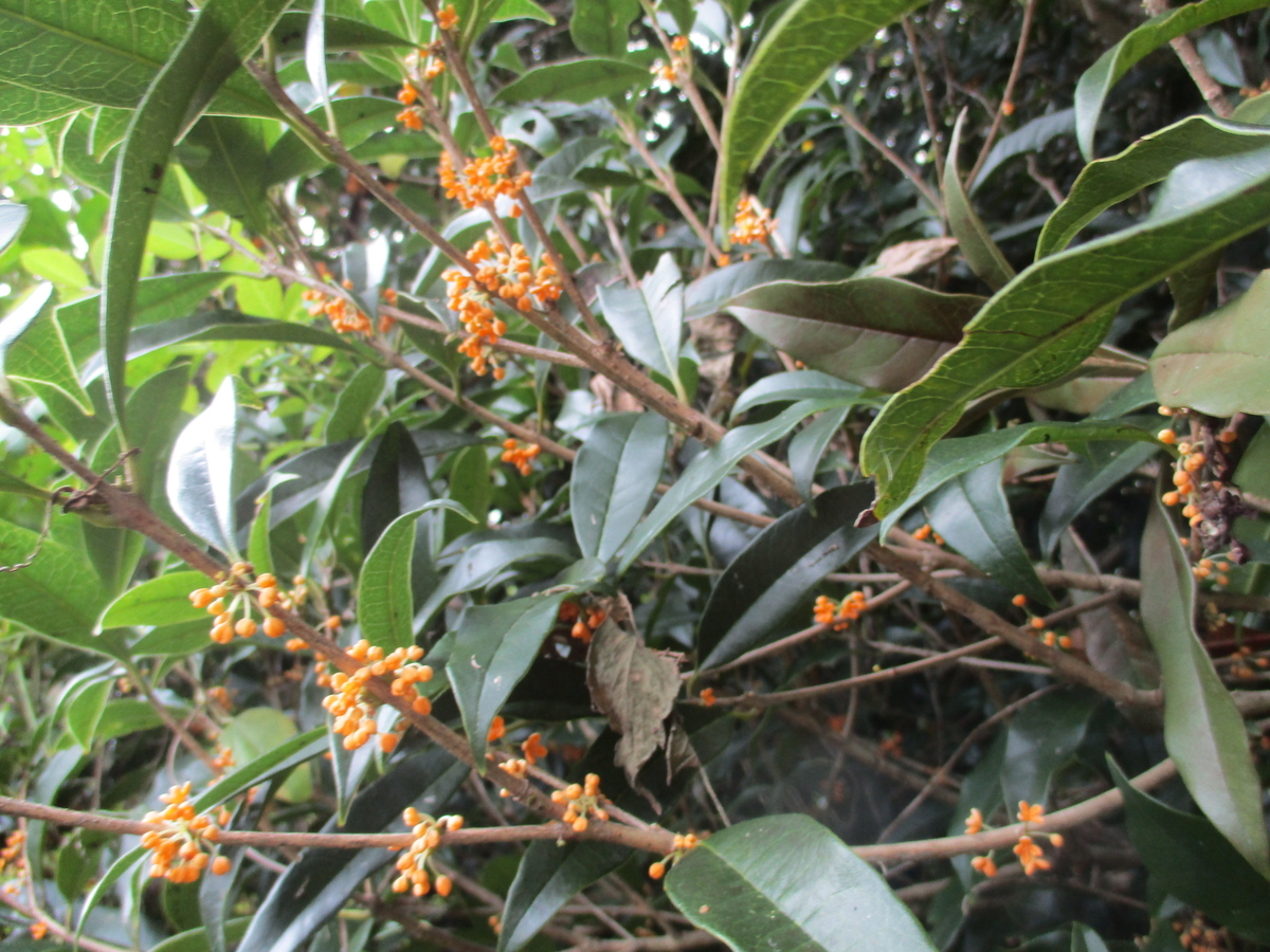 2回目のキンモクセイの花 - まつこの庭