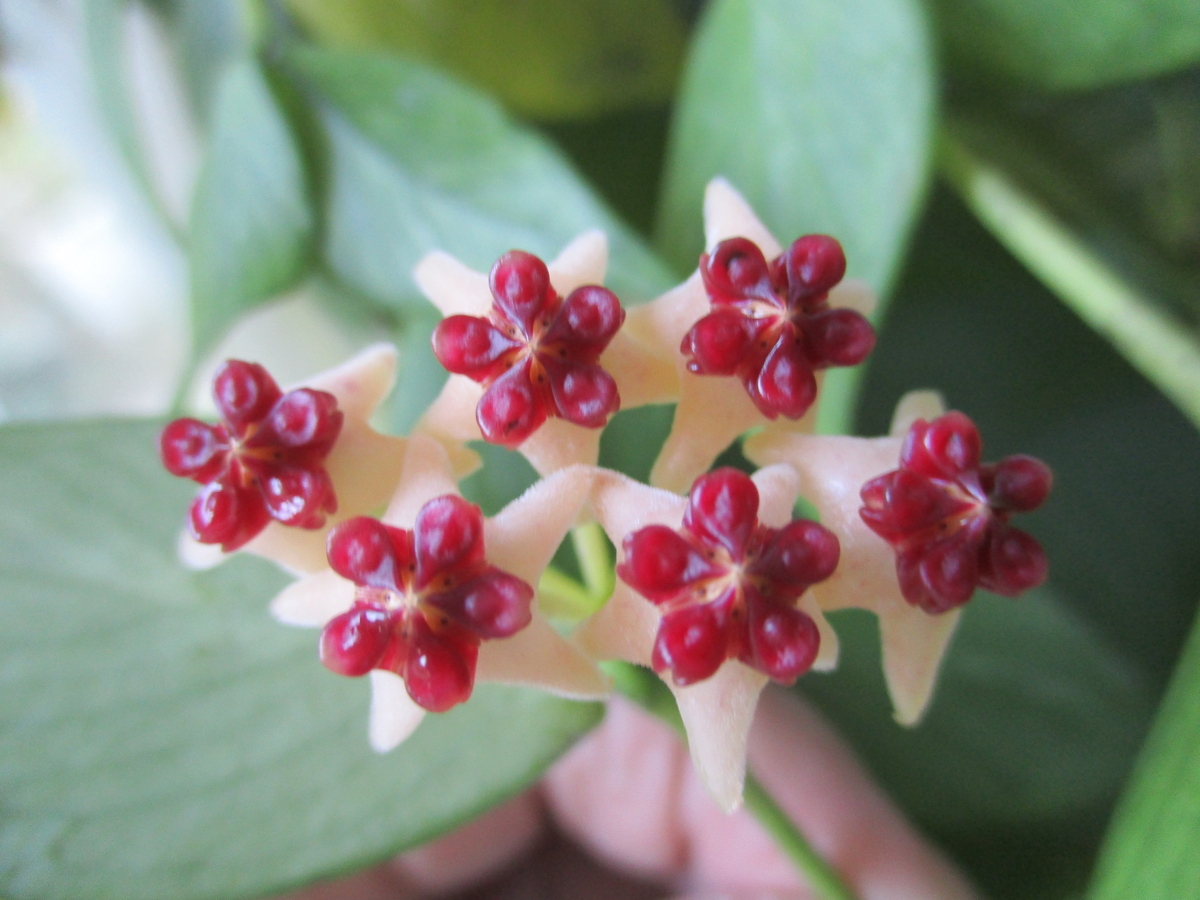 ホヤの花 2024-⑦ - まつこの庭