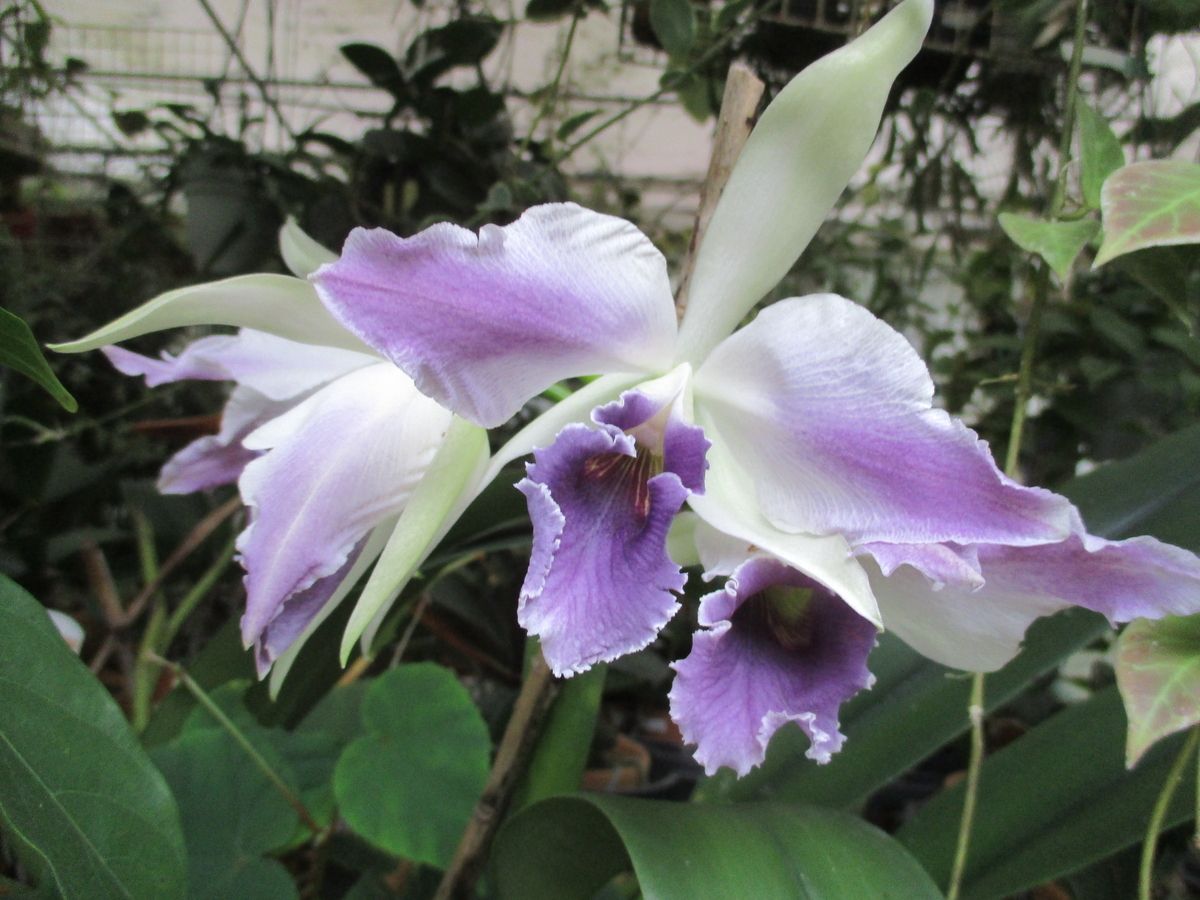 カトレア 秋のラン カトレア・ロエブリング - まつこの庭