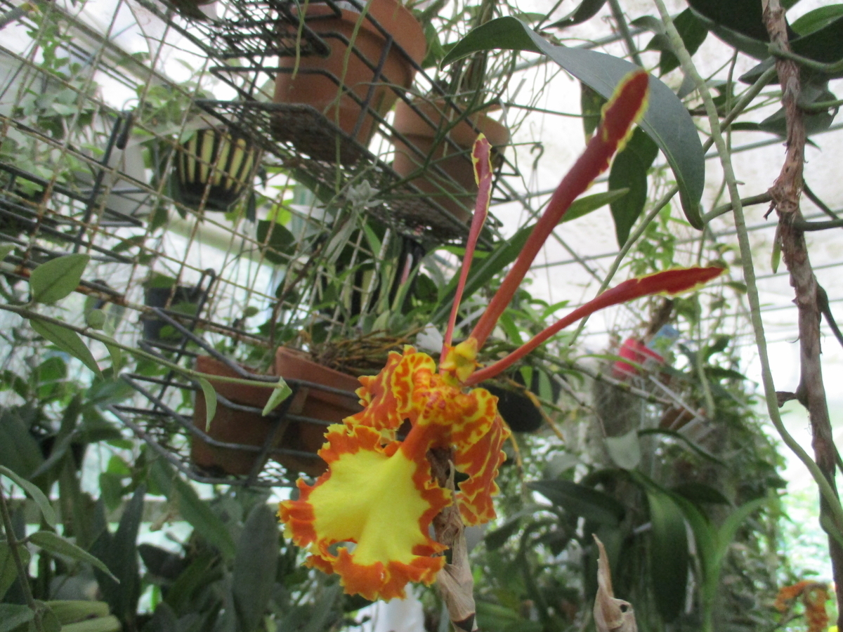 秋のラン カトレア・ロエブリング - まつこの庭