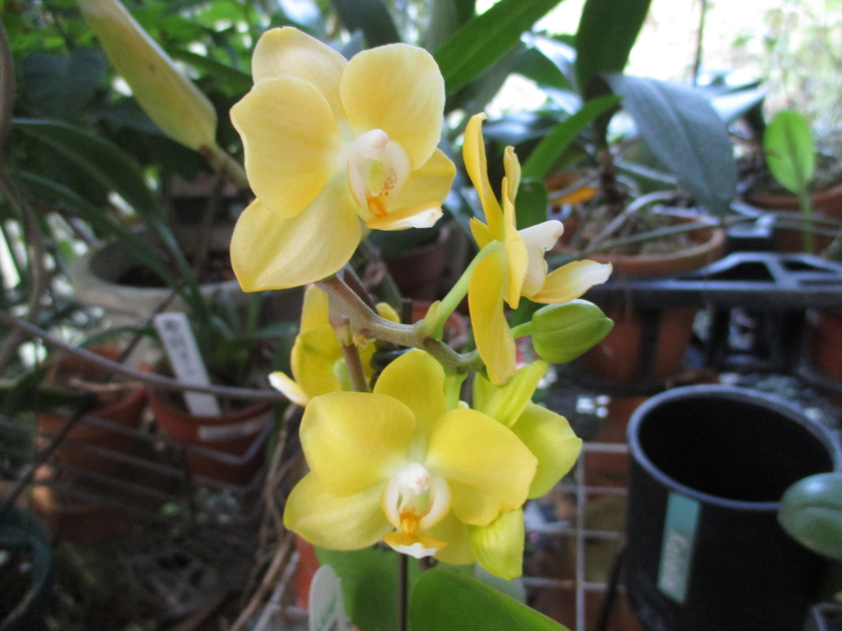 秋のラン カトレア・ロエブリング - まつこの庭