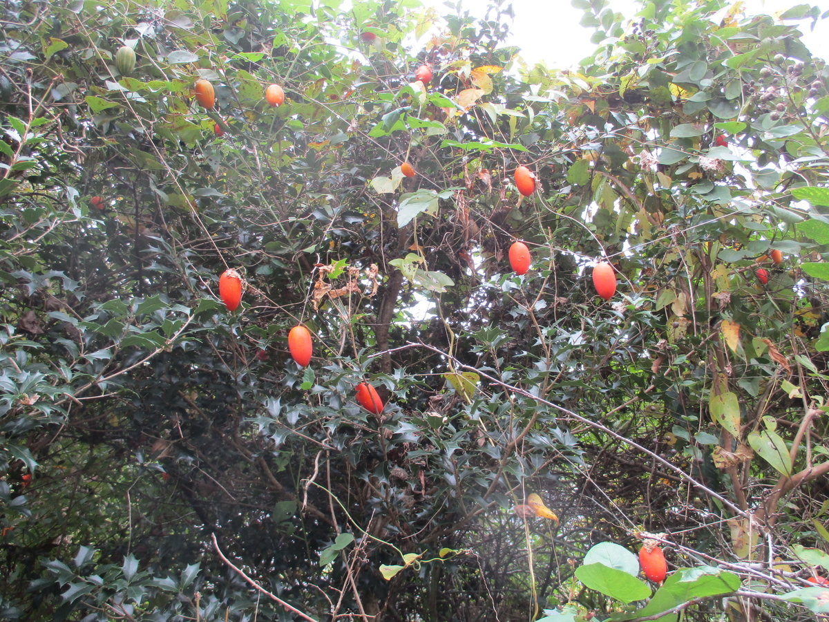 秋の木の実・草の実 - まつこの庭