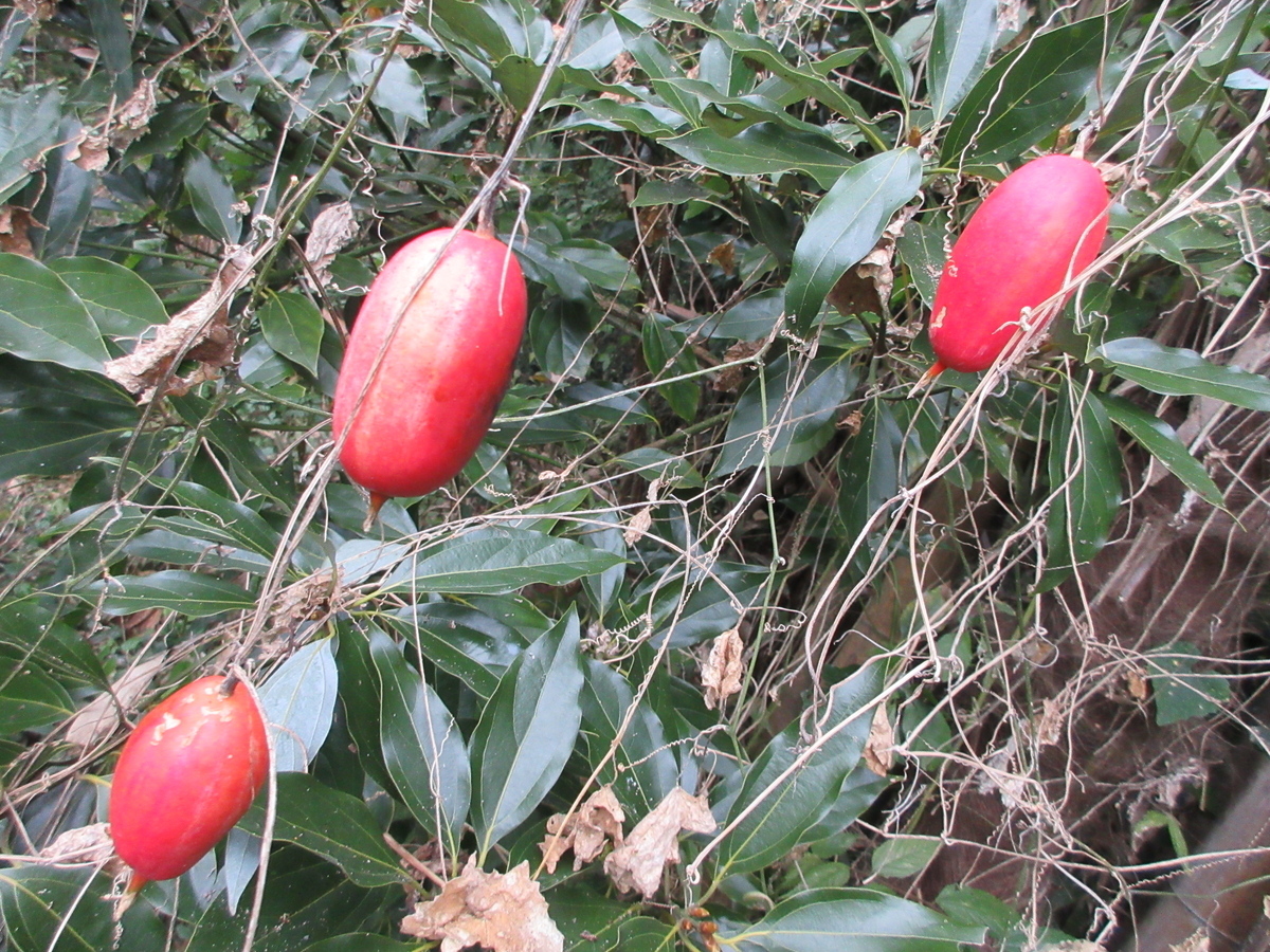 めいの木の実 秋の木の実・草の実 - まつこの庭