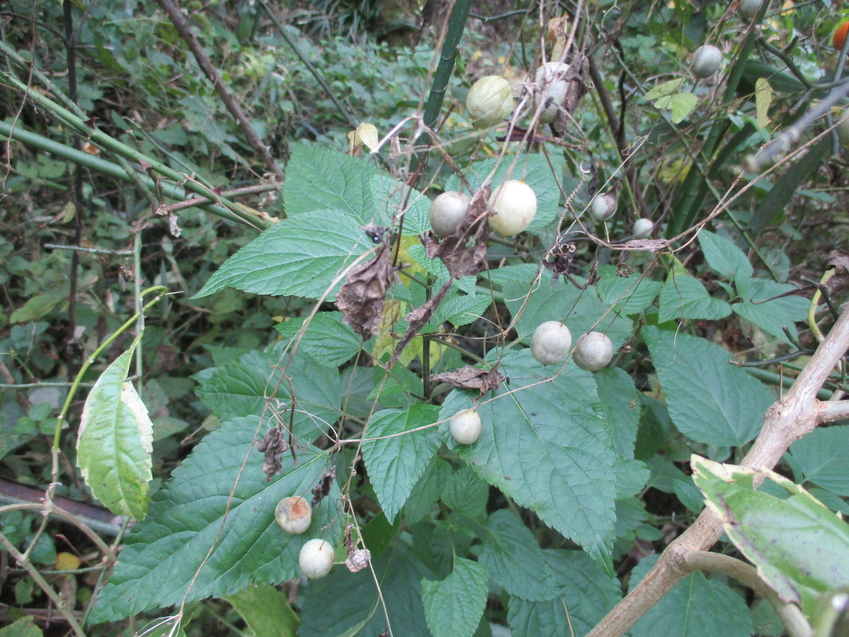 秋の木の実・草の実 - まつこの庭