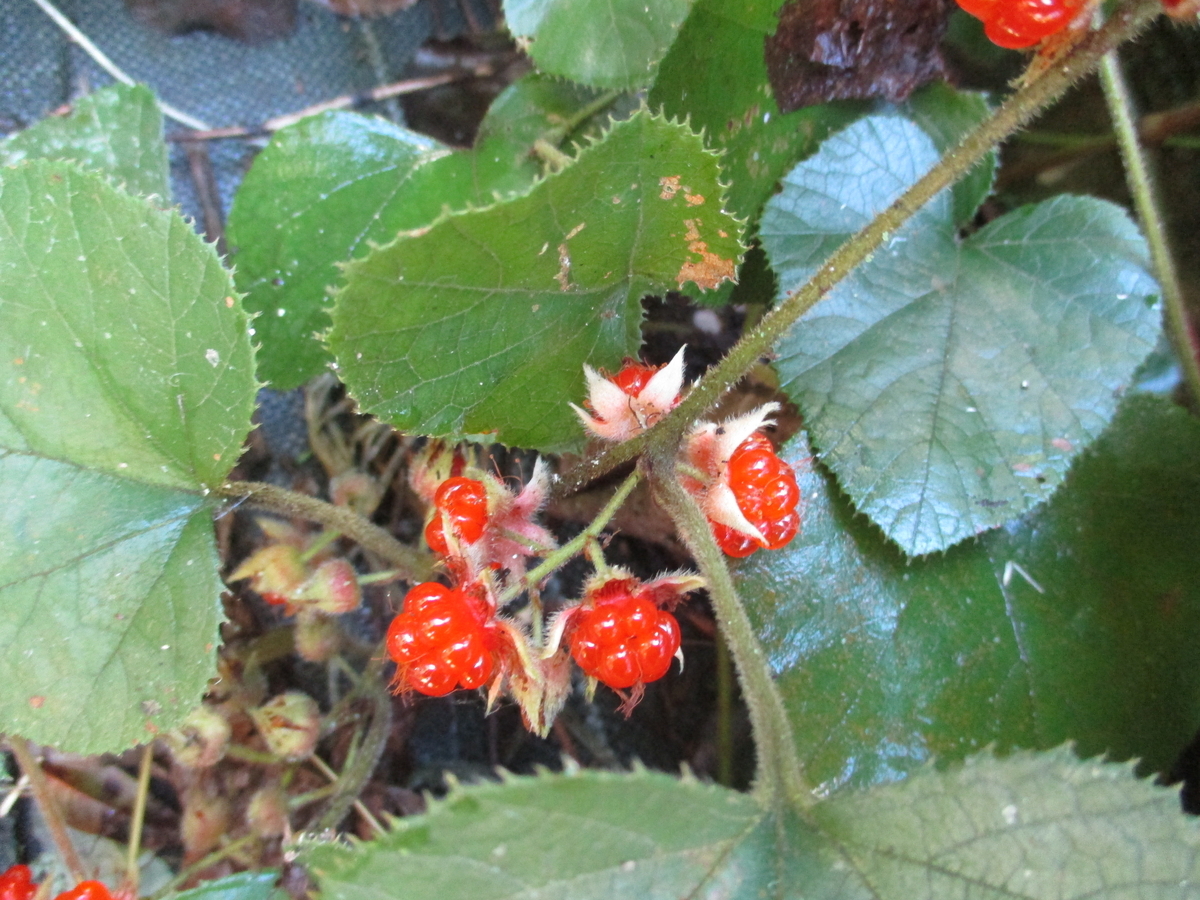 秋の木の実・草の実 - まつこの庭