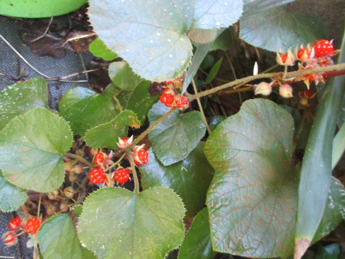 秋の木の実・草の実 - まつこの庭