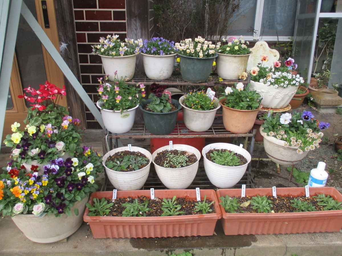 12月の玄関前 - まつこの庭