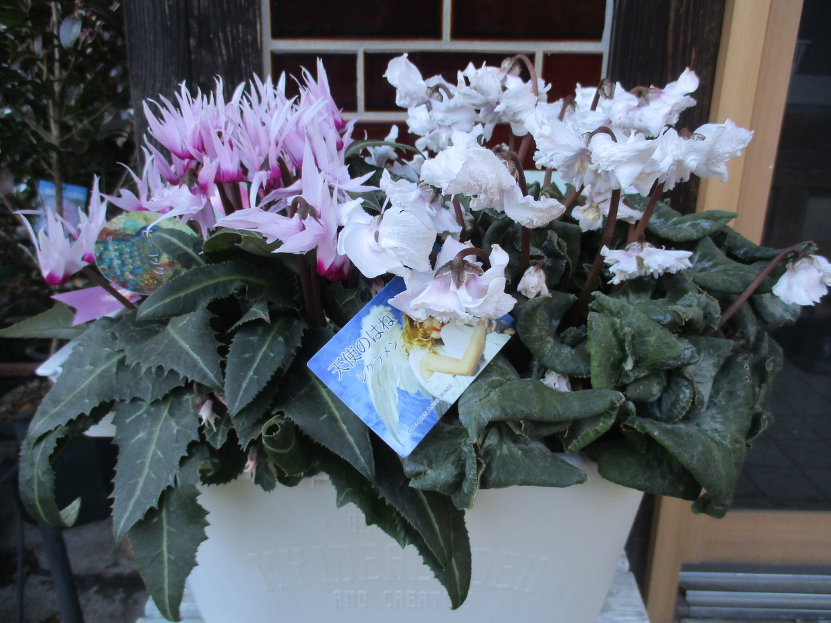 クリスマスの思い出の花 シクラメン - まつこの庭
