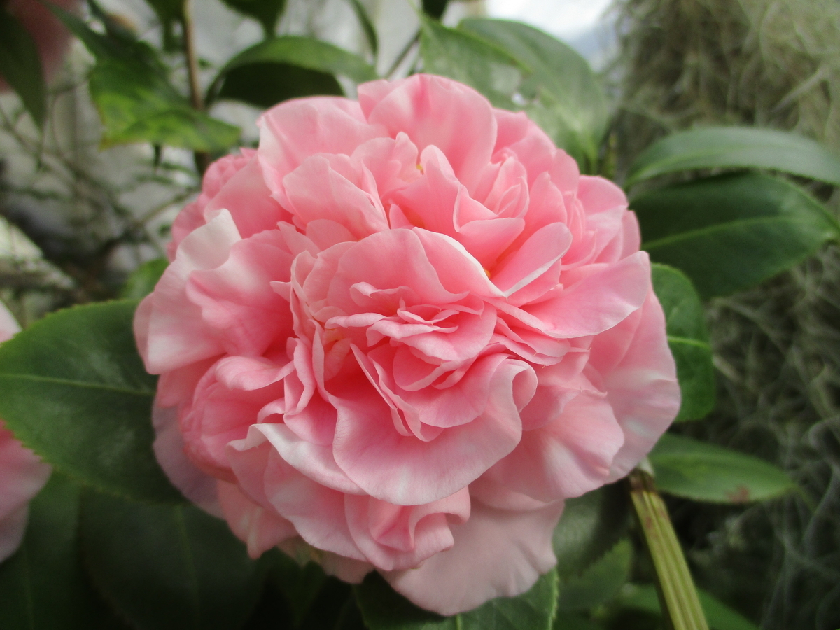 椿の開花シーズン始まる ❣❣ - まつこの庭