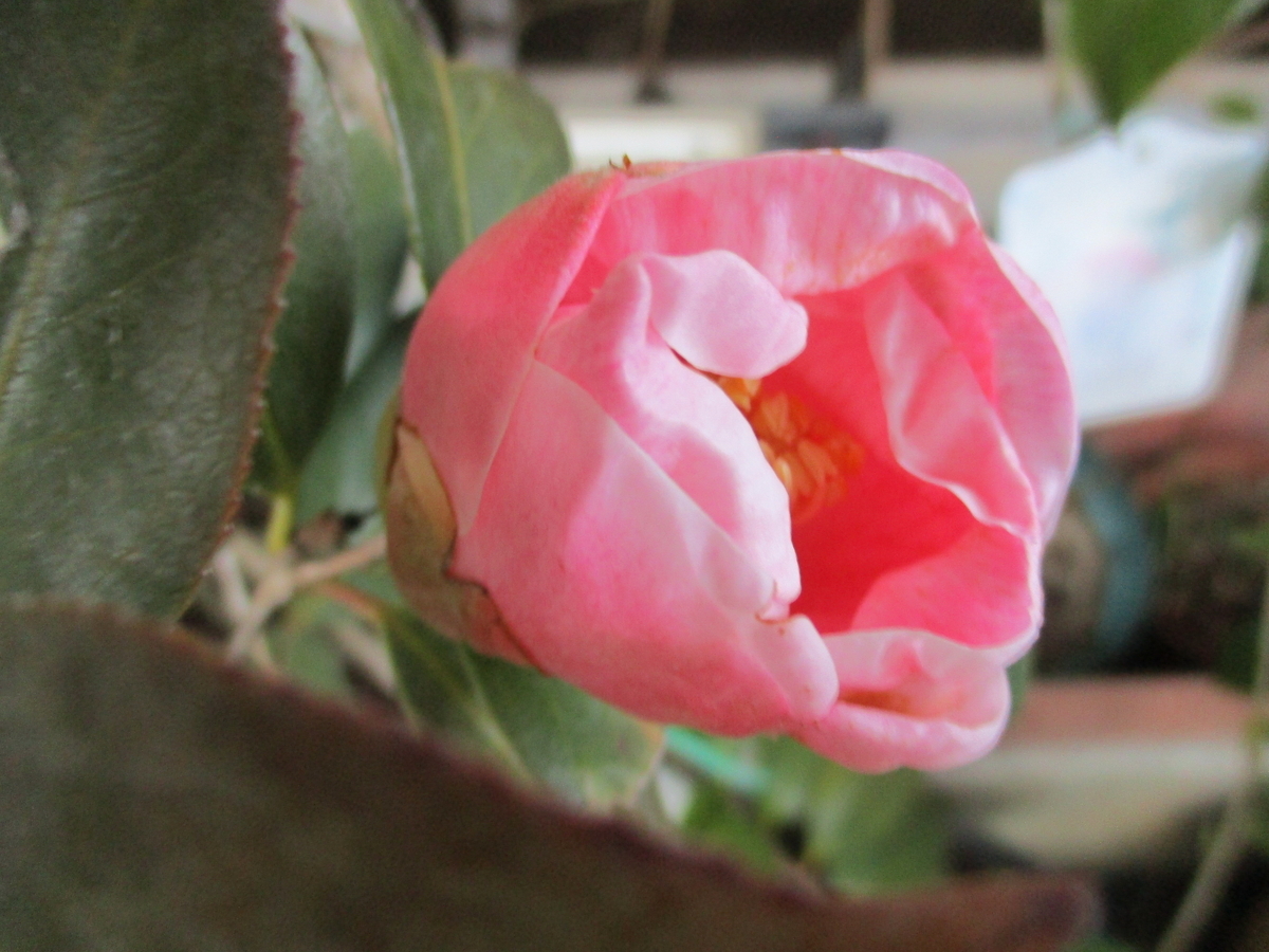 金華美女（白星入り）　椿 椿の花 2025-① 金華美女 - まつこの庭