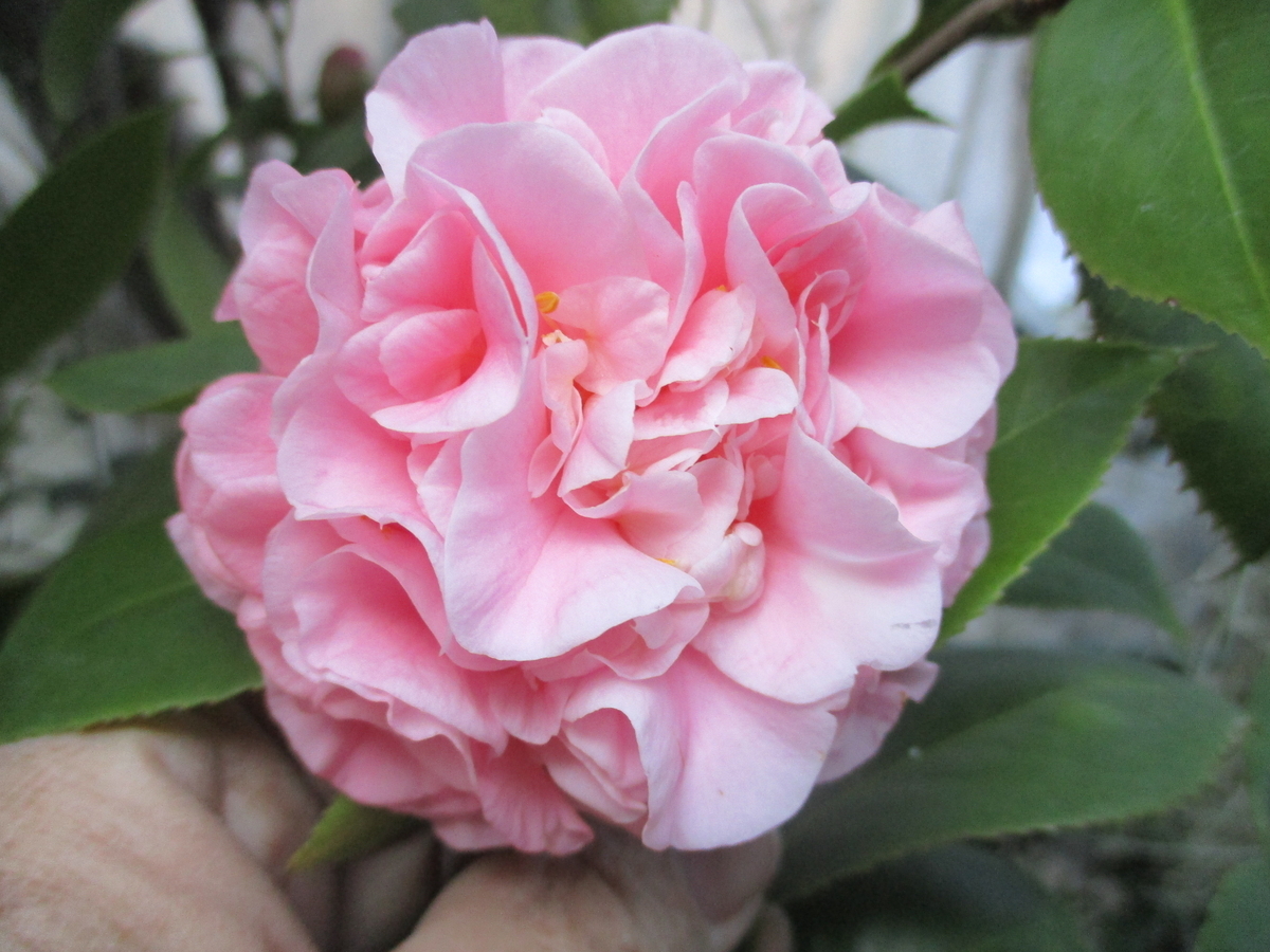 椿の花 2025-① 金華美女 - まつこの庭