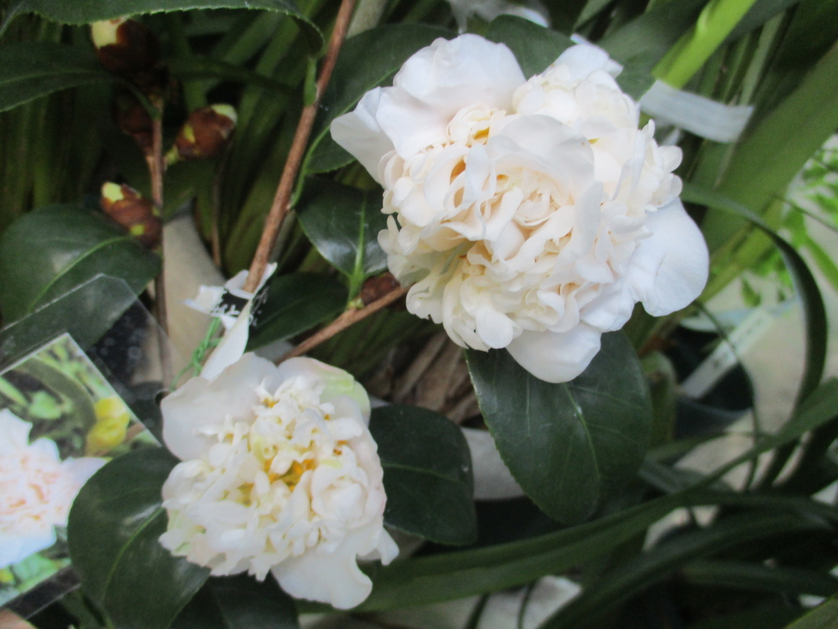 椿の花 2025-① 金華美女 - まつこの庭