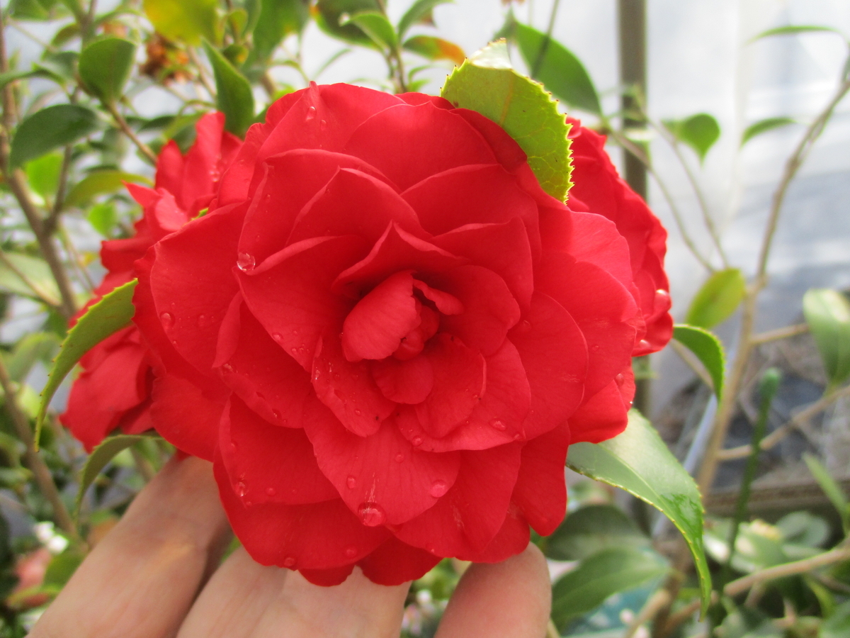 【花椿ページ】 花日記】特集 ツバキ・つばき・椿 | 科技研花图画书