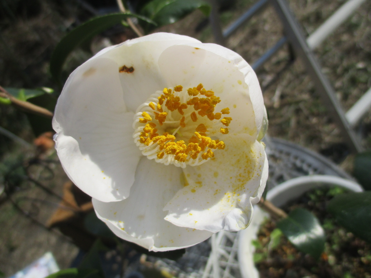 椿の花 2025-④ 花の模様 - まつこの庭