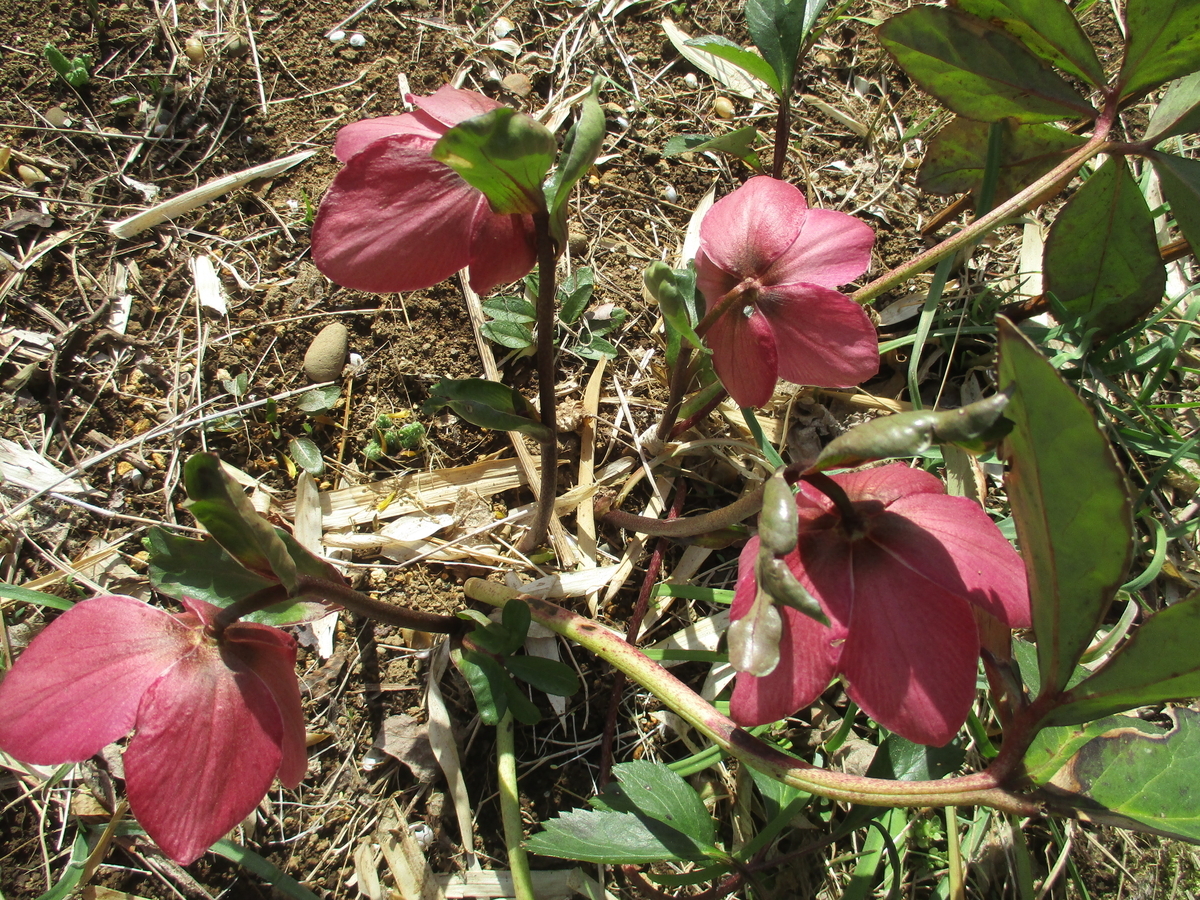 クリスマスローズ 2025-② 地植え - まつこの庭