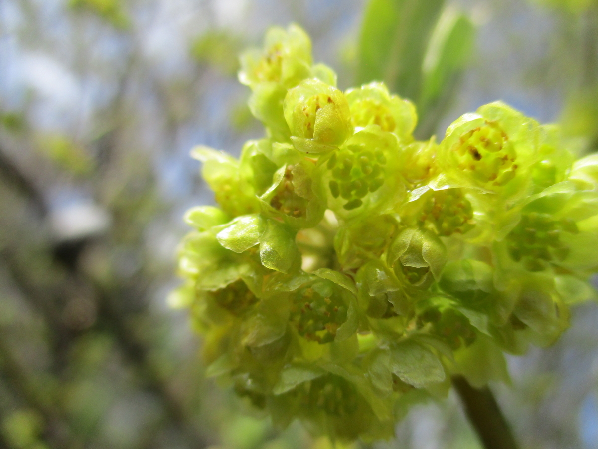 清明のころ クロモジの花 - まつこの庭