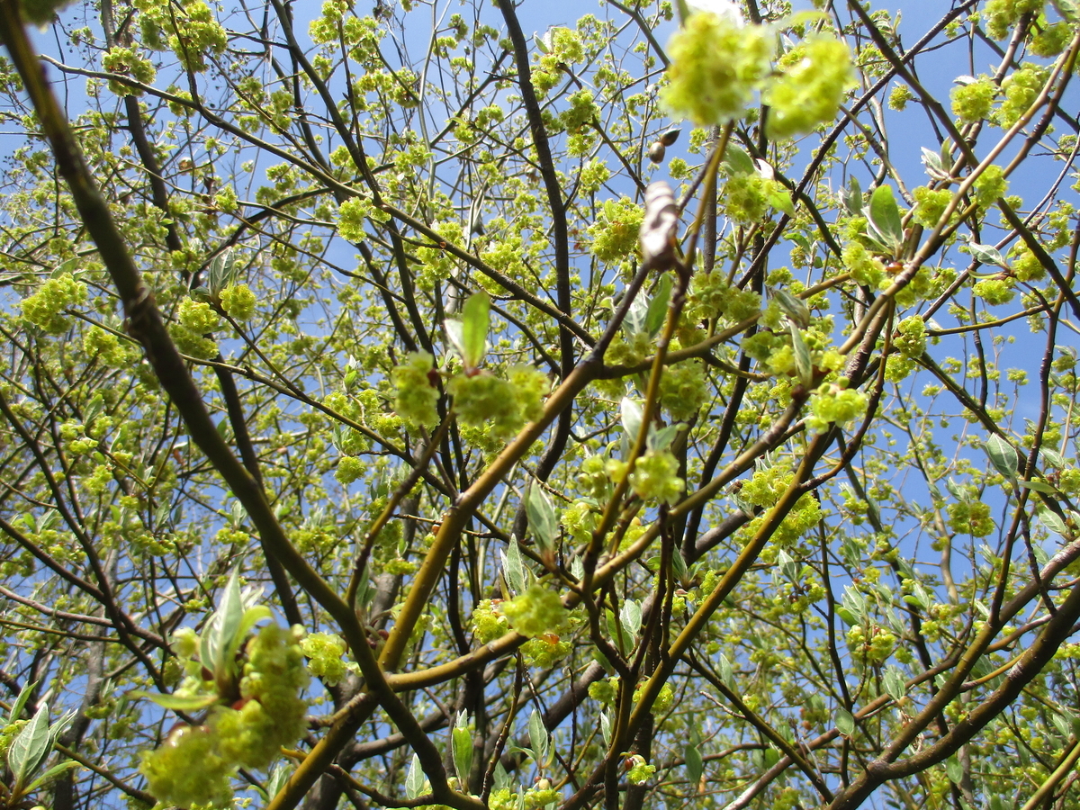 清明のころ クロモジの花 - まつこの庭