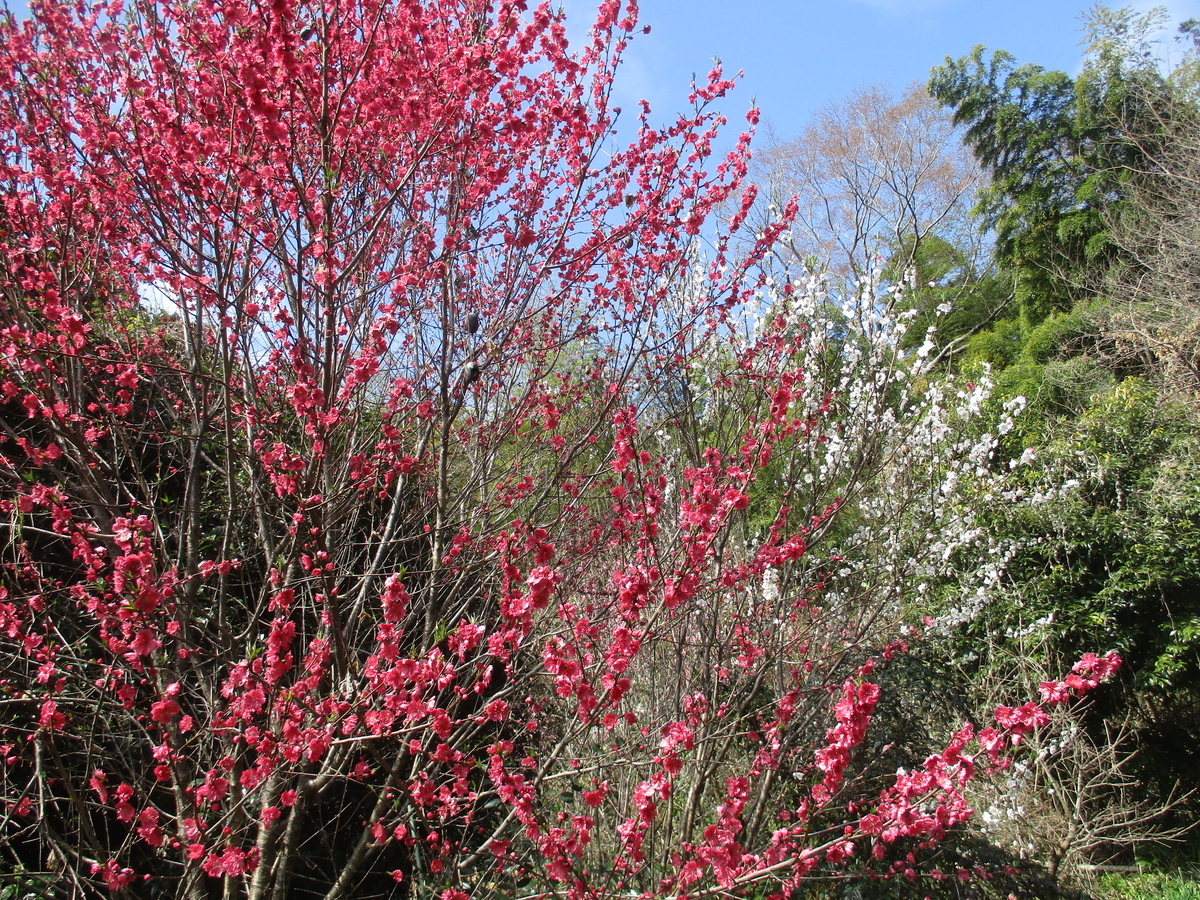 清明のころ クロモジの花 - まつこの庭