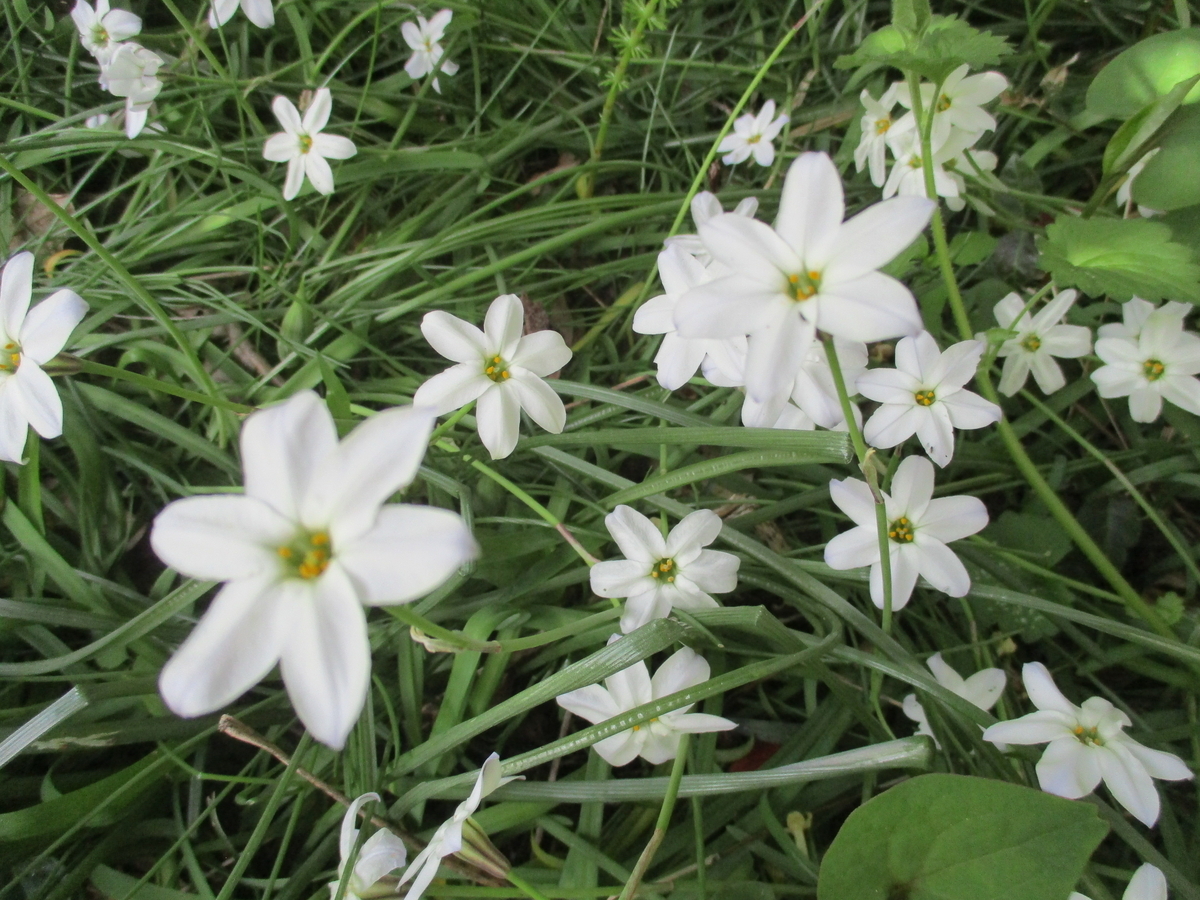 ボウラン（白斑、白花） 6月の白い花-3 | かぎけん花図鑑