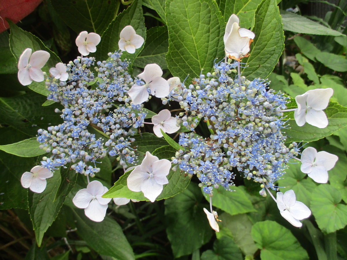 夏の花 3 アジサイ - まつこの庭