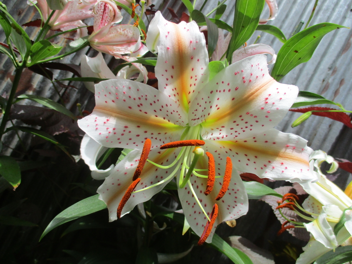 夏の花 4 ヤマユリとそのファミリー - まつこの庭