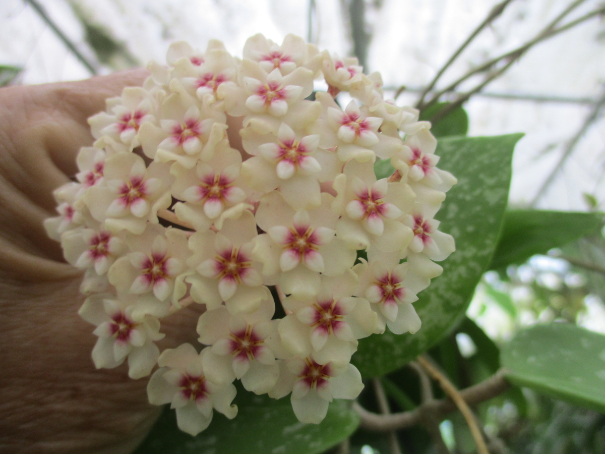 ホヤの花 2025-② パラスチカ・スプラッシュ - まつこの庭