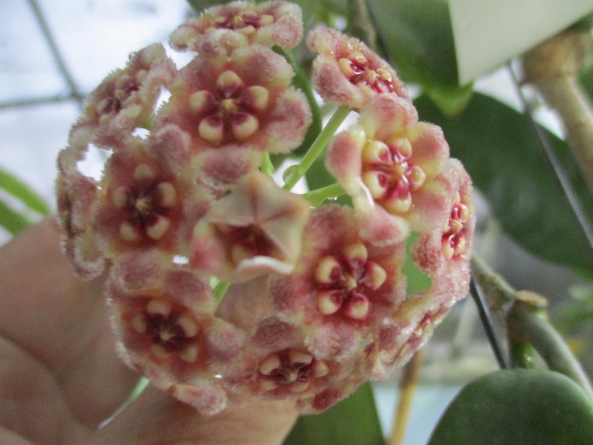 ホヤの花 2025-④ メリフルア - まつこの庭