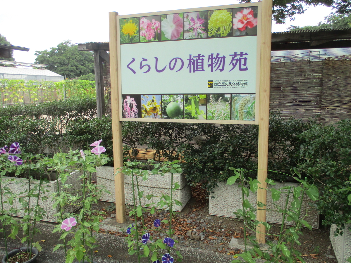変化朝顔（アサガオ）を見に - まつこの庭