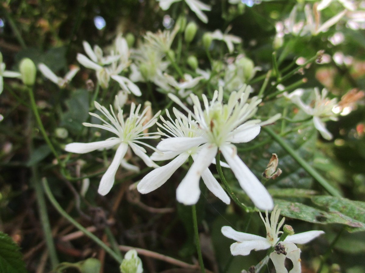 晩夏の花 センニンソウとボタンヅル - まつこの庭