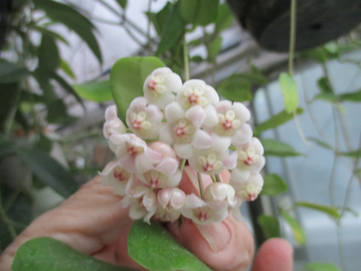 ホヤの花 2025-⑥ ロツンディフォリア - まつこの庭