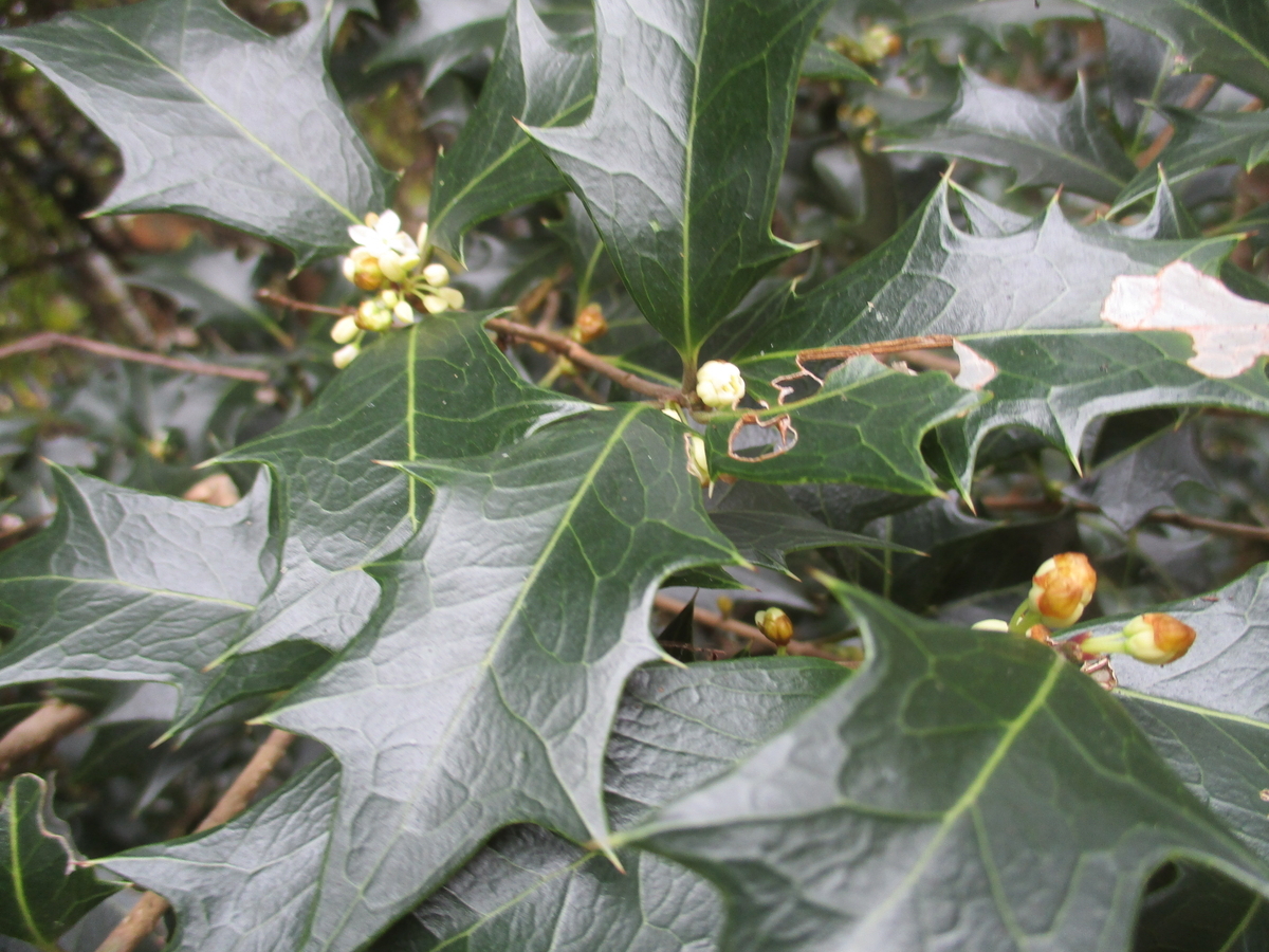 ヒイラギの花が咲くころ - まつこの庭