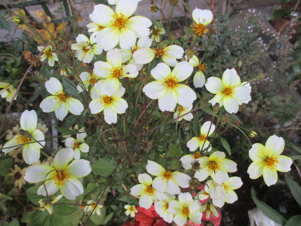ヒイラギの花が咲くころ - まつこの庭