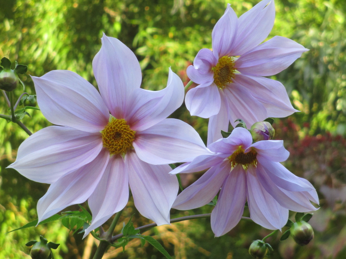 皇帝ダリア 一週間の花の命 - まつこの庭