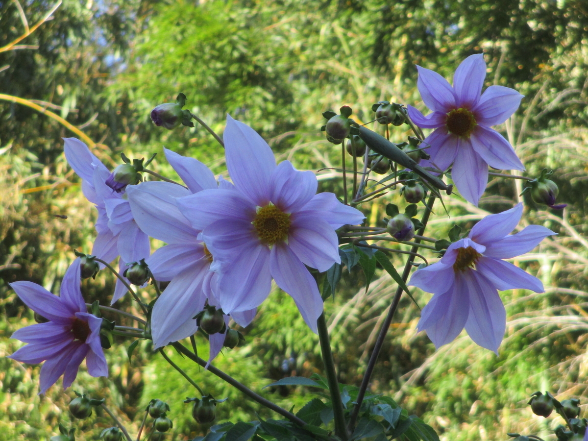 皇帝ダリア 一週間の花の命 - まつこの庭