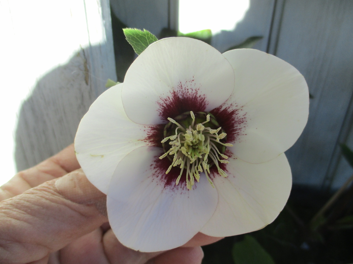 クリスマスローズ 2026-1 - まつこの庭