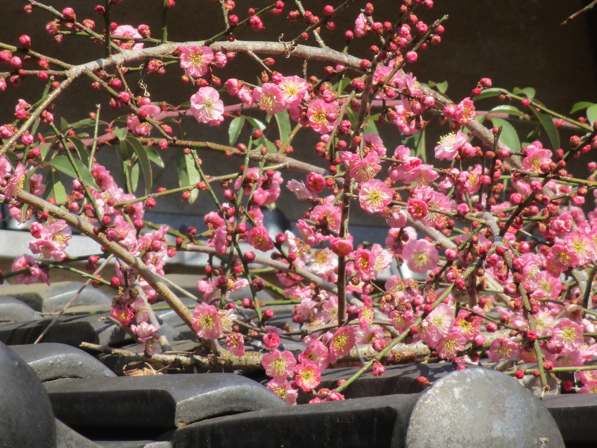 早春の花 福寿草 - まつこの庭
