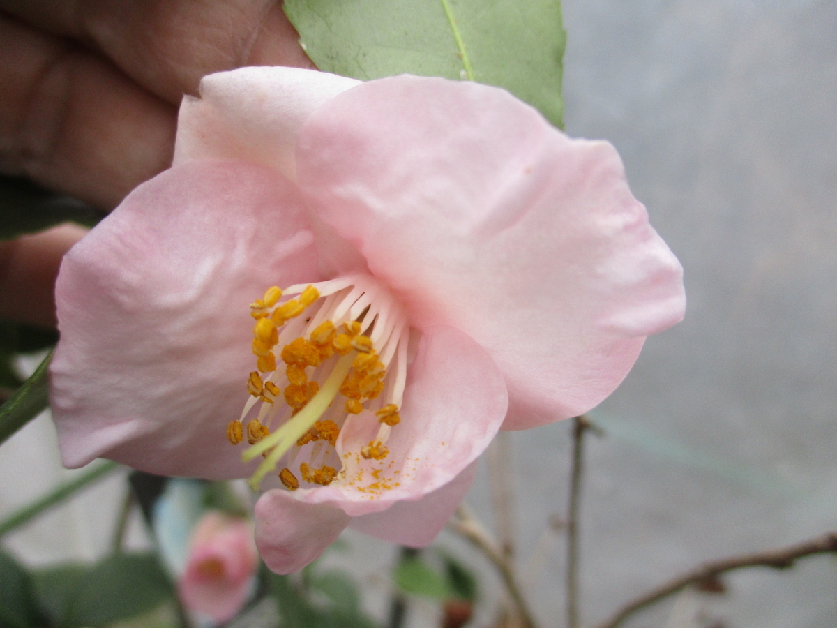 ※椿八重咲白花//赤紫の葉(花が落下しました) 今年もたくさん咲いてくれた。白の八重椿。