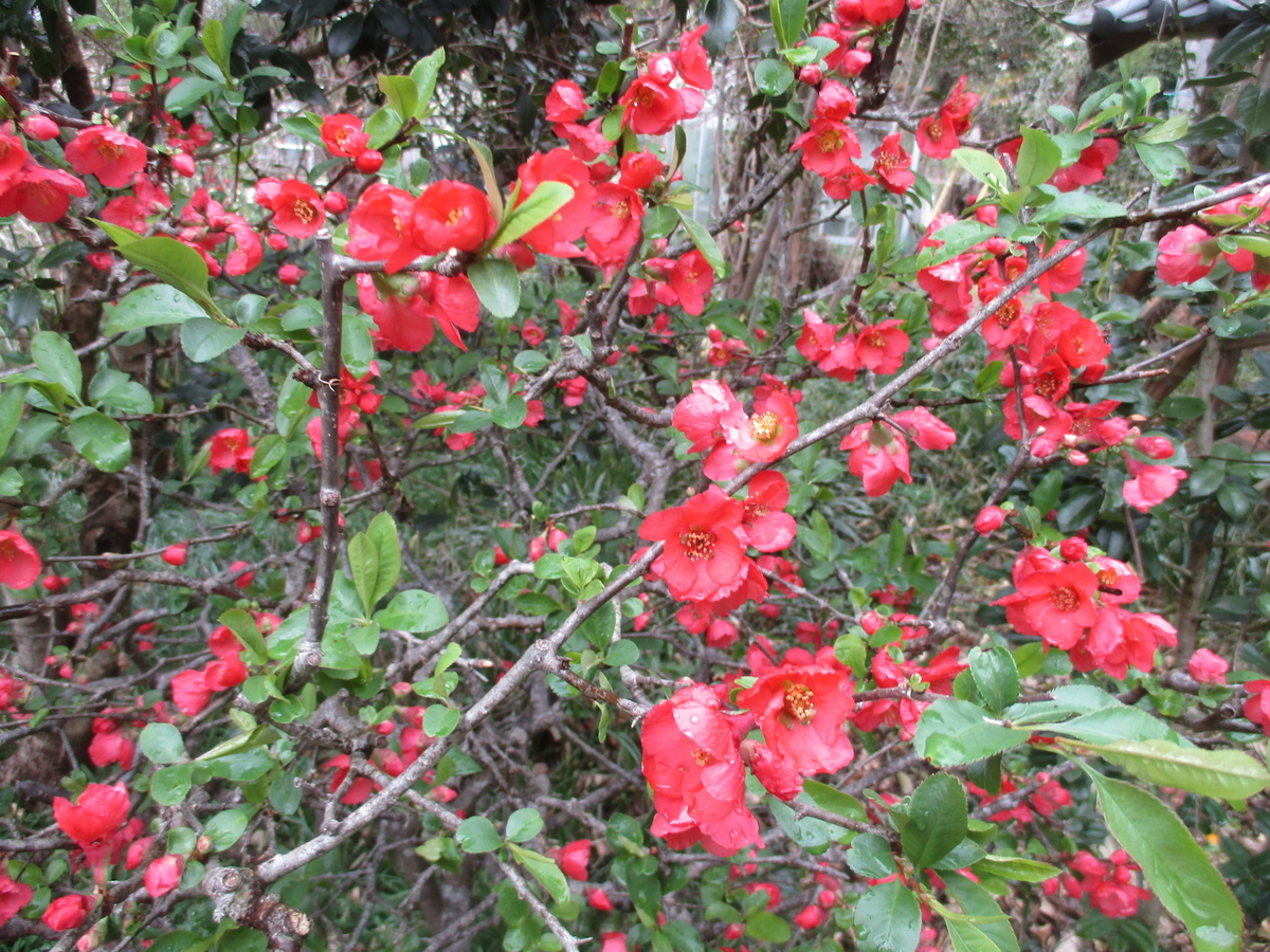 花冷え。開花宣言-Cherry blossoms are blooming-