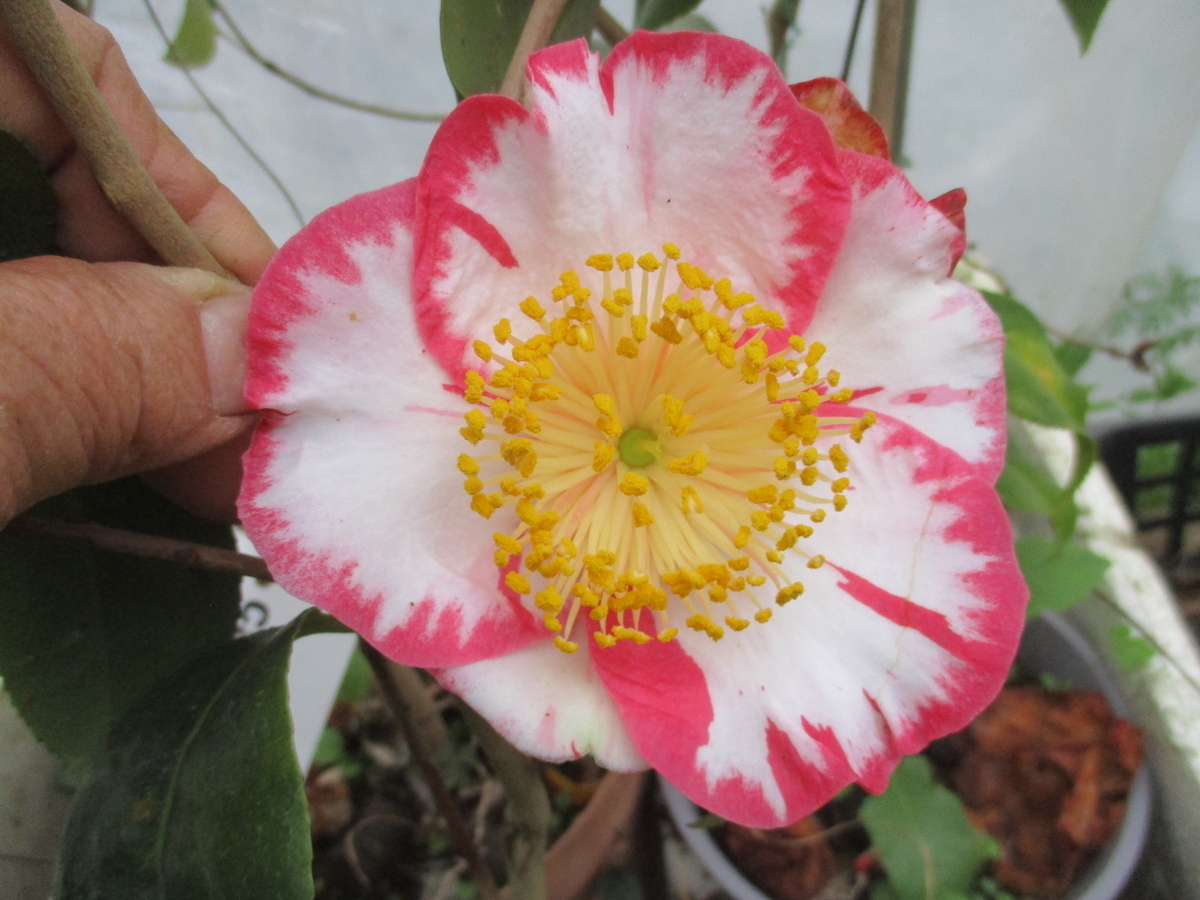 椿の花 2026-5 遅咲の椿 - まつこの庭