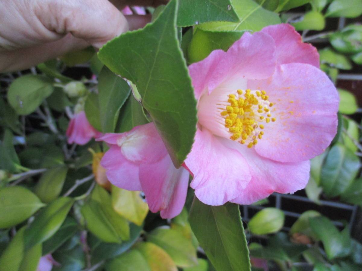 椿の花 2026-5 遅咲の椿 - まつこの庭