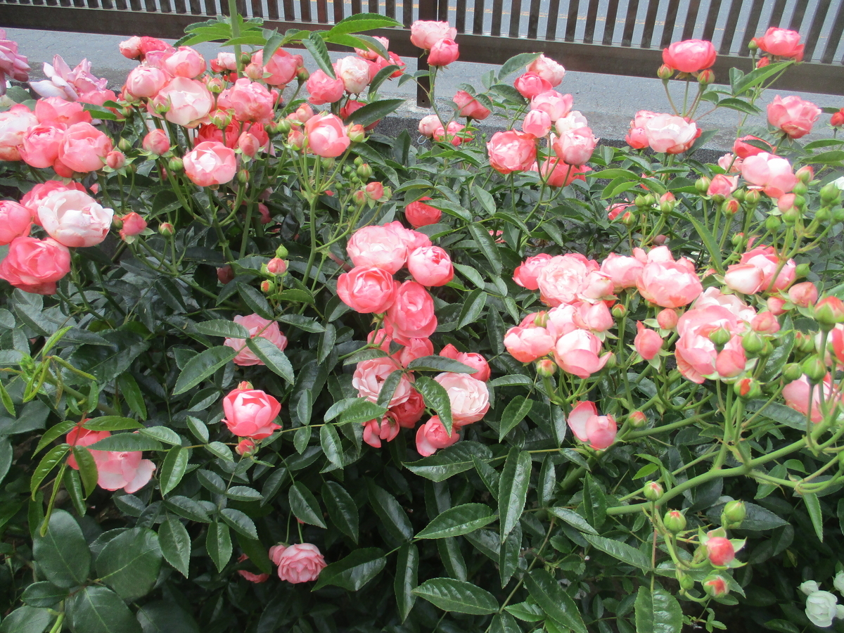 花友のバラの庭 - まつこの庭