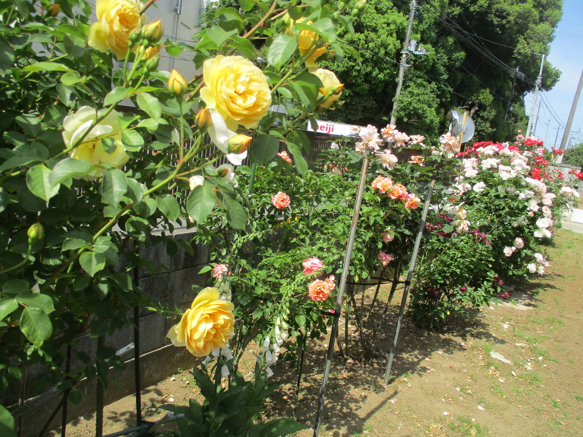 花友のバラの庭 - まつこの庭