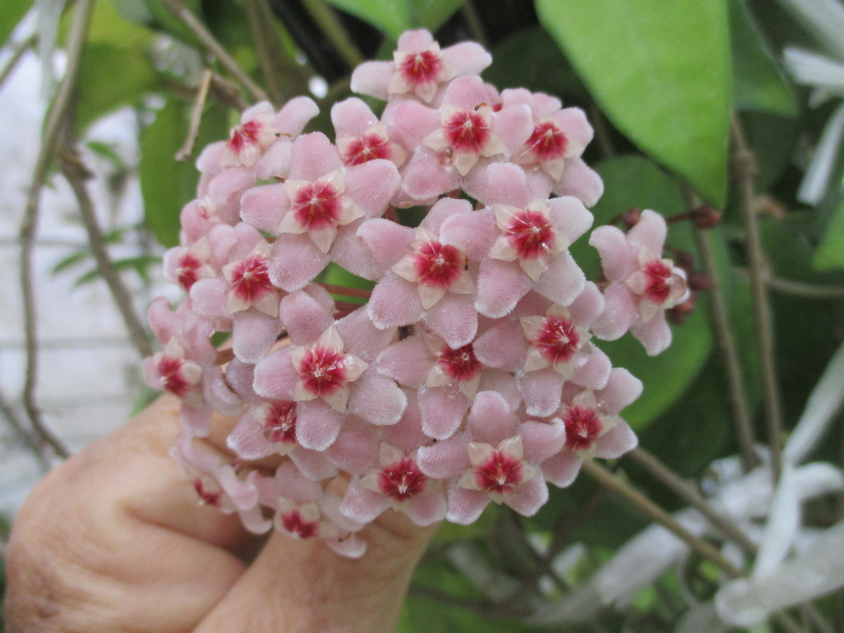 ホヤの花 2026-1 カルノーサ - まつこの庭